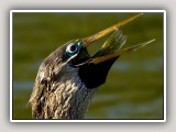 Anhinga