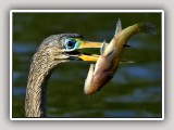 Anhinga1