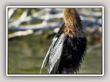 Anhinga2