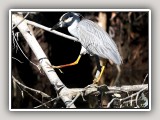 Bird1