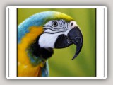 BirdHead1_std