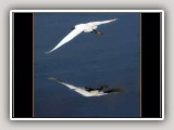 Flight_std
