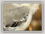 Fluff_std