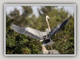 Flying