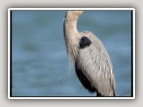 GreatBlue