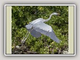 GreatBlueHeronFramed