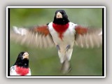 Grosbeak_std