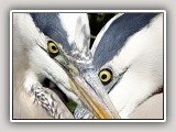 Heads