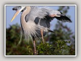 Heron1