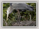 Heron1