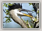 HERON22