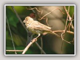 Housefinch_std