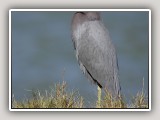 LittleBlueHeron