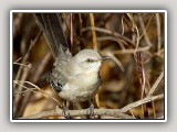 MockingBird_std