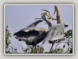 Nesting