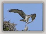 Osprey