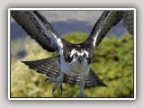 Osprey3