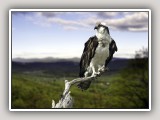 Osprey_cutout
