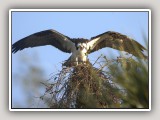 OspreySpread