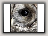 OwlEye1_std