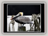 Pelican