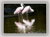 PinkIbis