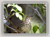 Thrush2