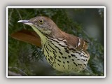 Thrush4