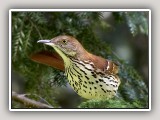 Thrush5