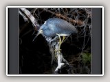 Tri-Colored-Heron