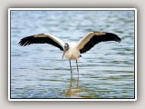 woodstork