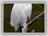yellowfeet