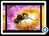 Bees
