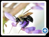 Bumble II