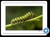 Caterpillar