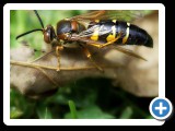 Cicada Killer II