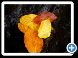 Fall Leaves