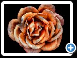 Flower5