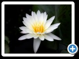 Flower III