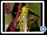 Grasshopper